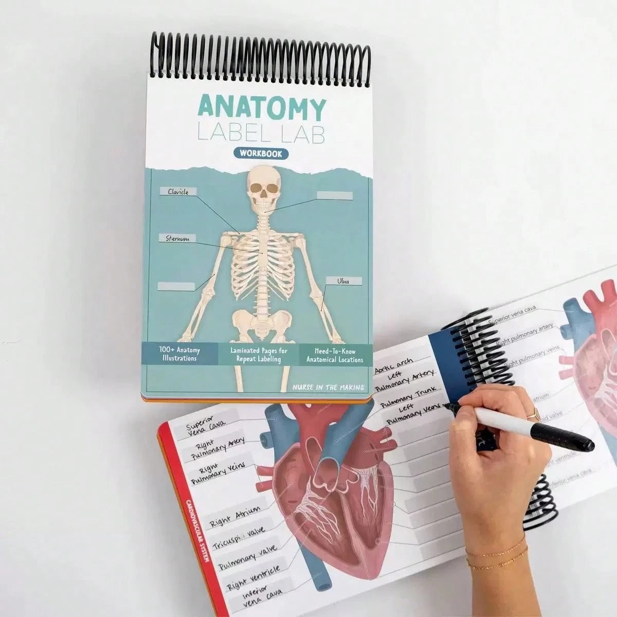 Quaderno di anatomia colorato con etichette e più di 100 pagine cancellabili - Guida di apprendimento essenziale per praticare la terminologia anatomica, con più di 100 diagrammi anatomici