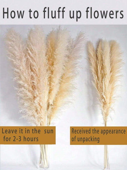 5/10/20 pezzi di fiori secchi di Pampas naturali alti 58 cm, profumo di erba da pampa per decorazione di matrimoni, feste, fattorie, case in stile bohémien, tavoli, vasi della sposa e damigelle, tavolo da pranzo